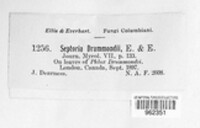 Septoria drummondii image